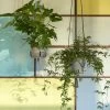 HAY Phanta Plant Hanger