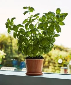 HAY Botanical Family Pot L Caramel